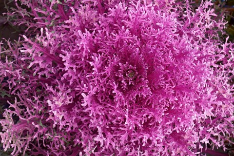 Ornamental Kale