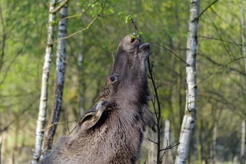 Moose