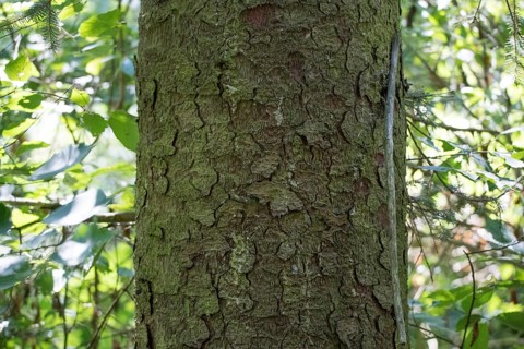 Brewer spruce