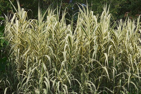 Giant reed