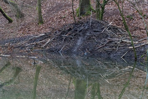 Beaver lodge from european beaver