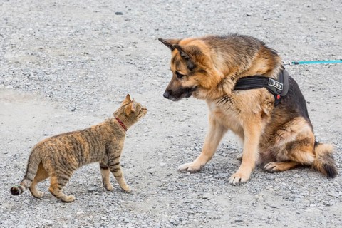 Cat playing with German Shepherd