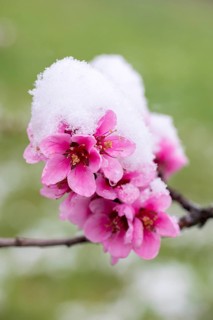 Peach tree