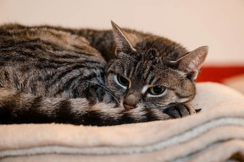Grey cat