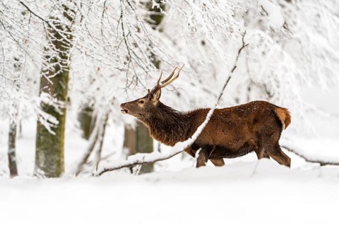 Red deer