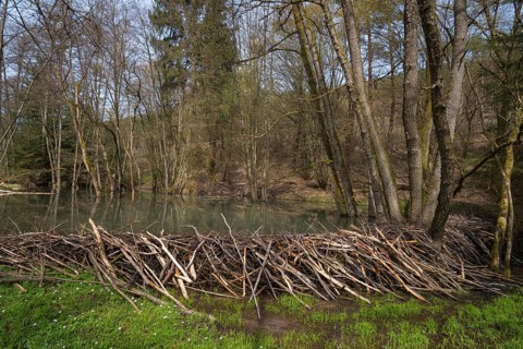 Beaver dam