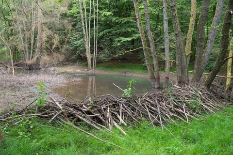 Beaver dam