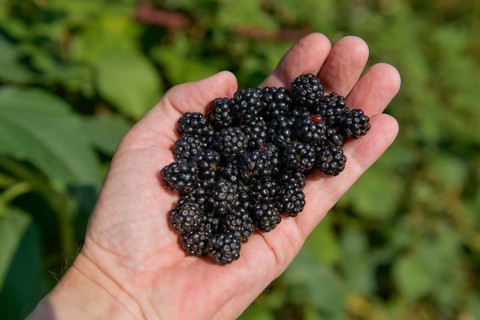 Wild blackberries