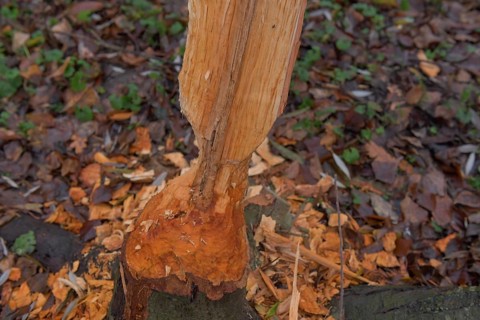 Beaver damage