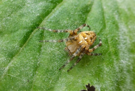 European garden spider