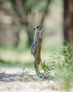 Meerkats