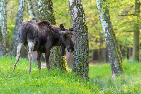 Moose