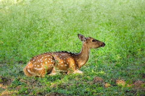 Beautiful young female chital or spotted deer relaxing on grass in Ranthambore National Park