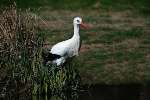 Weissstorch