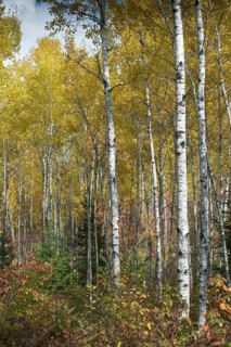 Herbstlicher Birkenwald