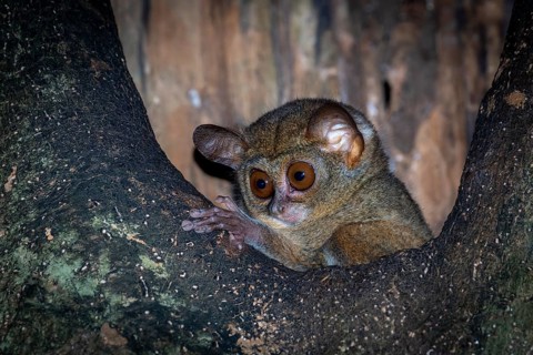 Sulawesi-Koboldmaki Tangkoko Nationalpark