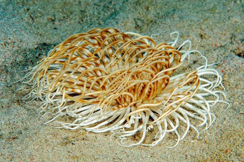 Gebaenderte Zylinderrose