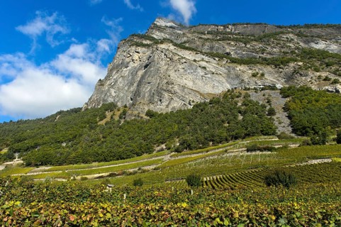 Rebstoecke im Weinanbaugebiet Leytron am Fuss der Bergspitze Ardeve