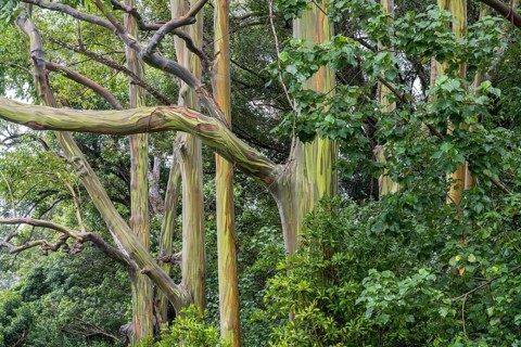Regenbogen Eukalyptus