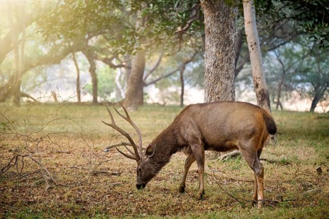Male sambar