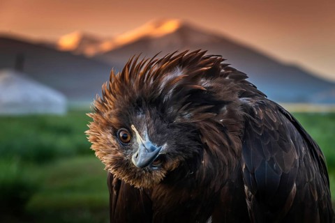 Very curios Golden eagle