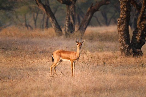 Young Indian bennetti gazelle or chinkara walking and grazing in the forest of Rathnambore National Park. Tourism elecogy environment background. Rajasthan