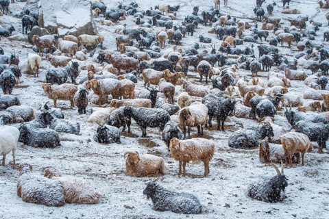 Cattle in the snow. Western Mongolia