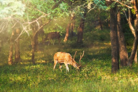 Beautiful male chital or spotted deer grazing in grass in Ranthambore National Park