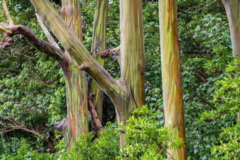 Regenbogen Eukalyptus