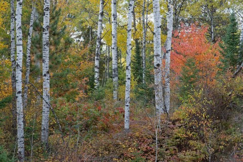 Herbstlicher Birkenwald