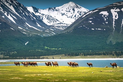 Altai mountain camels go back to their own place. Western Mongolia