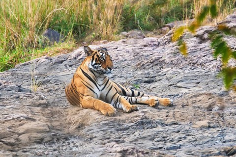 Beautiful Royal Bengal Tiger
