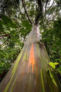 Farbige Rinde des Regenbogen Eukalyptus