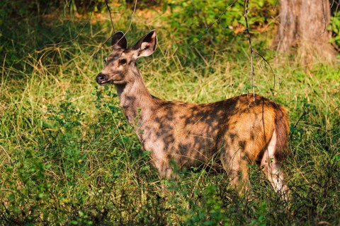 Female blue bull or nilgai is an asian antelope standing in the forest. Nilgai is endemic to Indian subcontinent. Ranthambore National park