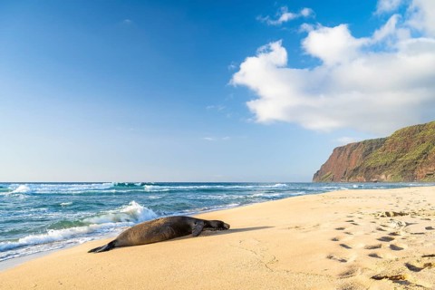 Hawaii-Moenchsrobbe