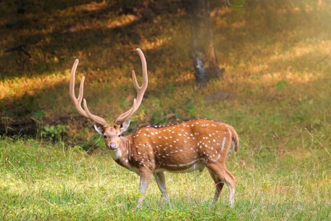 Beautiful male chital or spotted deer grazing in grass in Ranthambore National Park