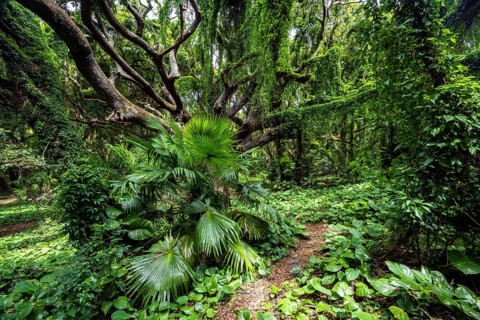 Dichter Regenwald im Honolua Park