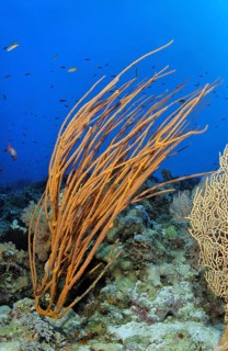 Strauchgorgonie