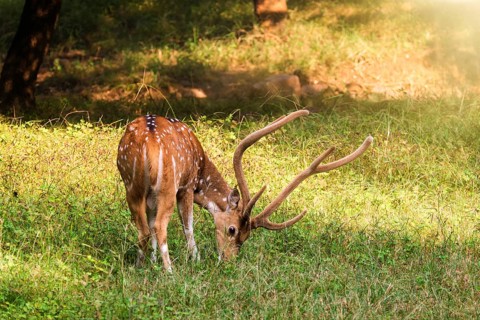 Beautiful male chital or spotted deer grazing in grass in Ranthambore National Park
