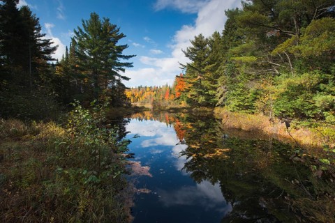 Herbstfarben im Algonquin Park