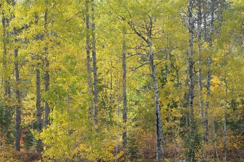Herbstlicher Birkenwald