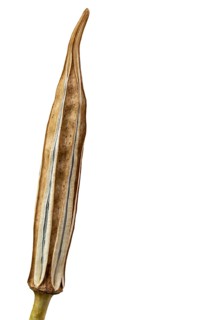 Dry okra