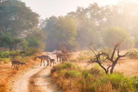 Families of blue bull nilgai and spotted deers chital walking in forest. Safari road