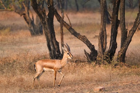 Young Indian bennetti gazelle or chinkara walking and grazing in the forest of Rathnambore National Park. Tourism elecogy environment background. Rajasthan