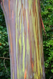 Farbige Rinde des Regenbogen Eukalyptus