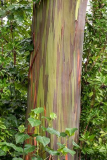 Farbige Rinde des Regenbogen Eukalyptus