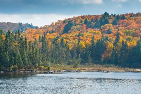 Herbstfarben im Algonquin Park