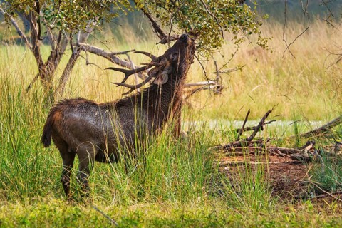 Male sambar