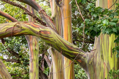 Farbige Rinde des Regenbogen Eukalyptus