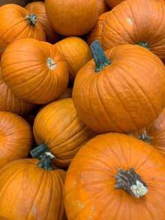 Abstract several pumpkin patch background